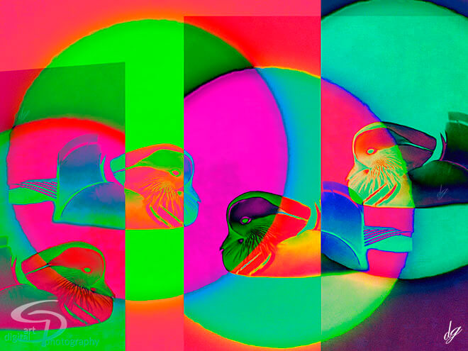 Digital Art: Four manderin ducks