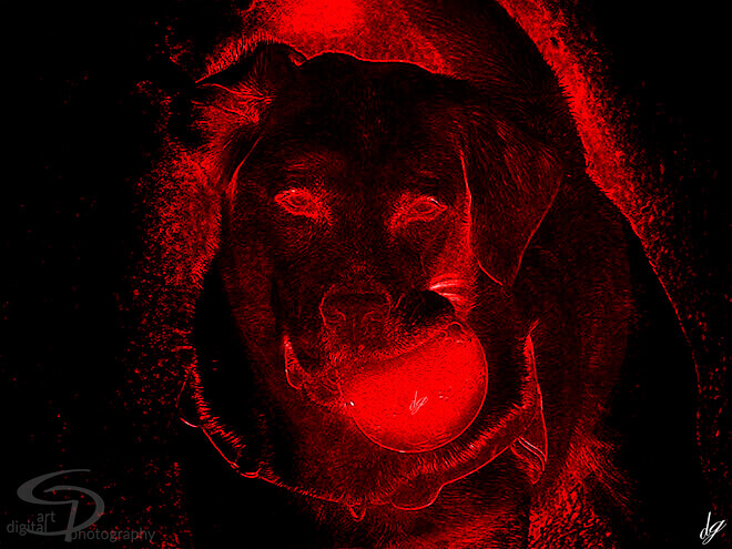 Digital Art: The red dog