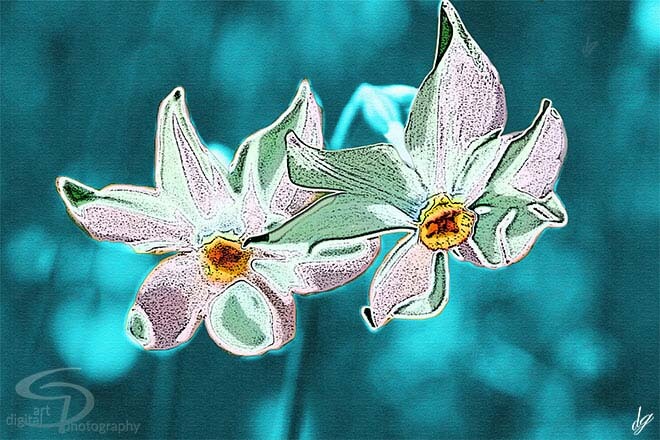 Digital Art: Two radiant daffodils on a light blue background.