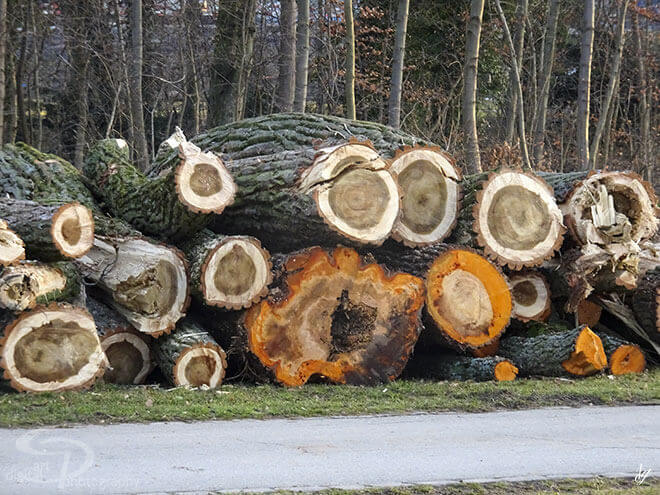 Cut down tree trunks lined up in the forest. The title of the picture is called - Fire.