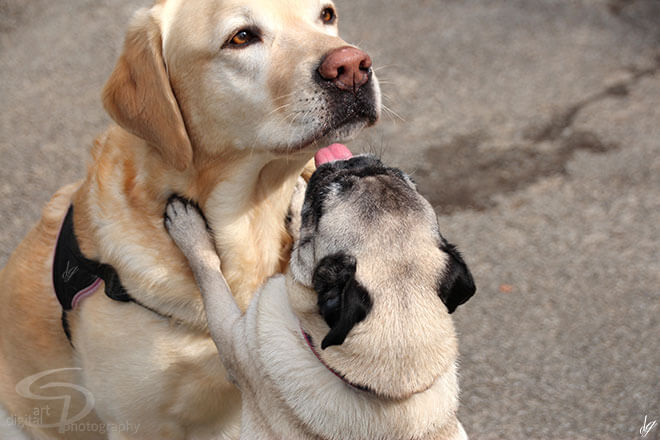 Two dogs the small one wants to kiss the big one. The title of the picture is called - Admiration.