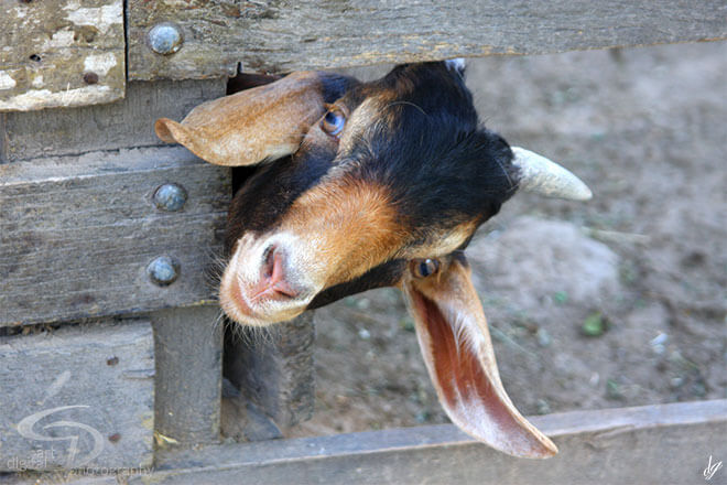 A goat looks curiously from behind a fence.  The title of the picture is called - Curiosity.