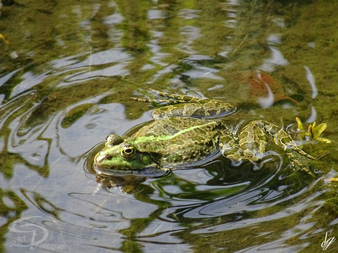 A frog swimming in a lake.The title of the picture is called - The Frog King.