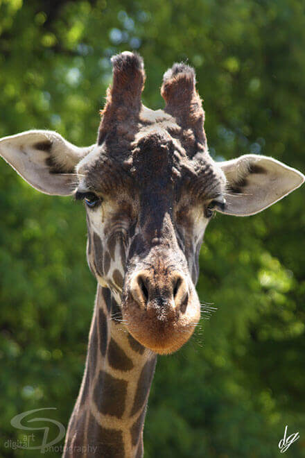 Half figure of a giraffe. The title of the picture is called - The Best.