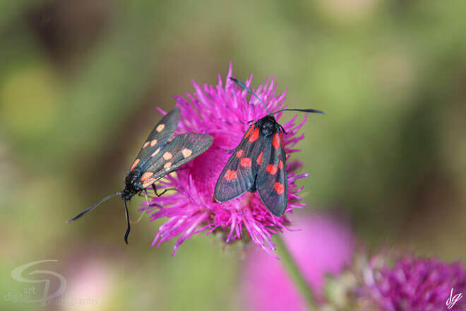 Two butterflies (Zygaena filipendulae)on a flower. The title of the picture is called - Two.