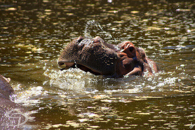 Hippo with open muzzle in the water. The title of the picture is called - My hippo.