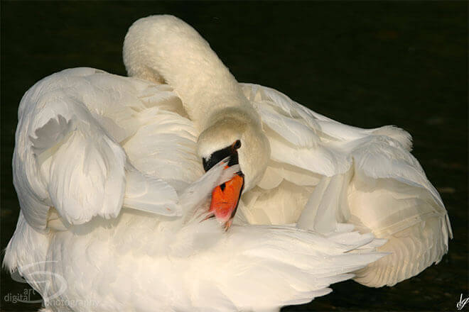 Animals: A white swan on a black background. Title: 'Slepping beauty' 