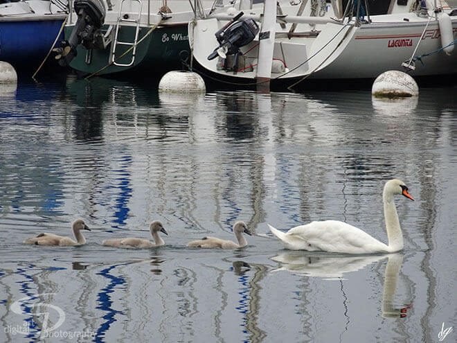 You can see a mother swan with her 3 chicks. The title of the picture is called - The Family.