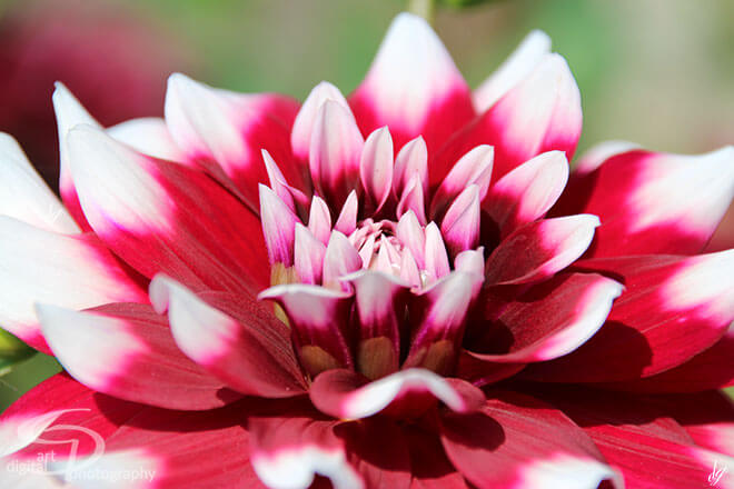 Picture of a dahlie. Name of the picture is called Open Mind