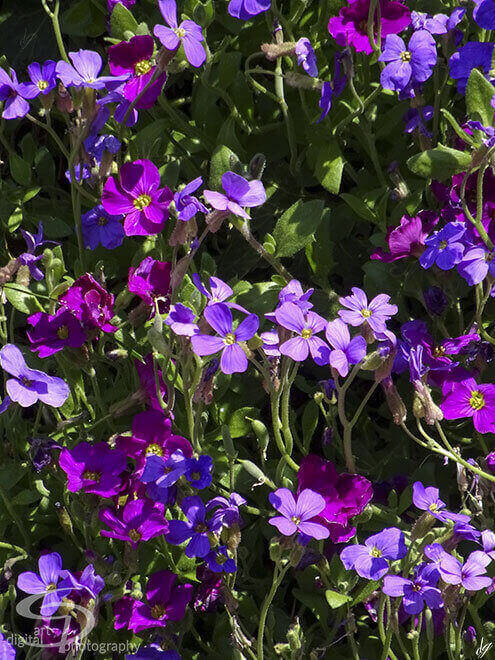 Aubrieta(Blaukissen). Name of the picture is called Purple Dream