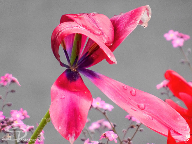 Tulip. Name of the picture is called Wild Tulip