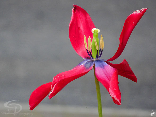 Picture of a tulip. Name of the picture is called Shy